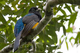 White-tailed Trogon