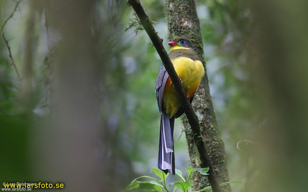 Trogon de Reinwardt