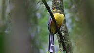 Trogon de Reinwardt