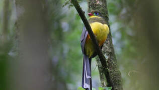 Javan Trogon