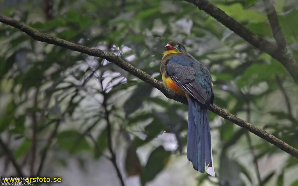 Javan Trogonadult, identification