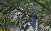 Trogon de Reinwardt