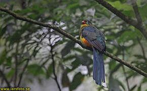 Javan Trogon