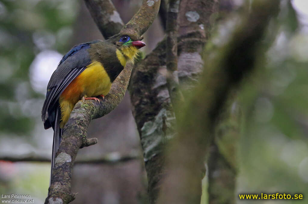 Javan Trogonadult, identification