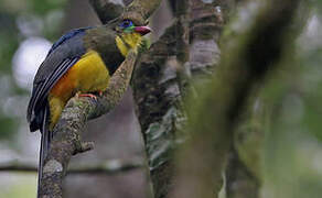 Trogon de Reinwardt