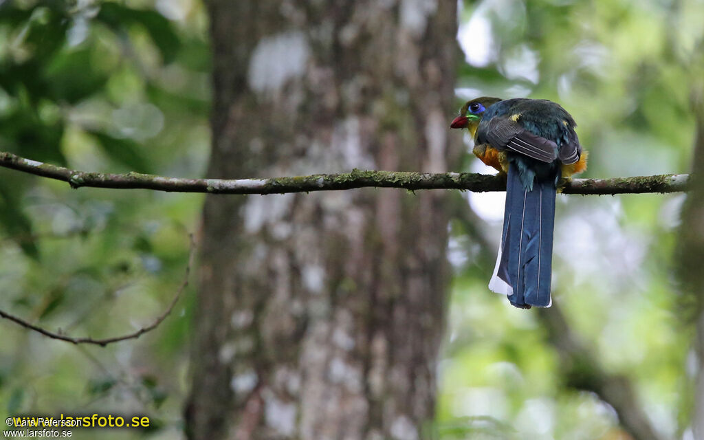 Javan Trogon