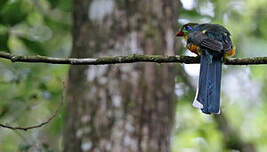 Trogon de Reinwardt