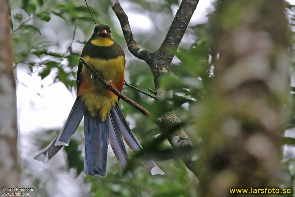 Javan Trogon