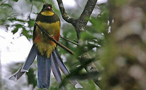 Javan Trogon