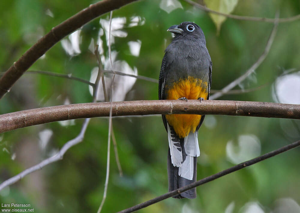 Trogon de Sclater