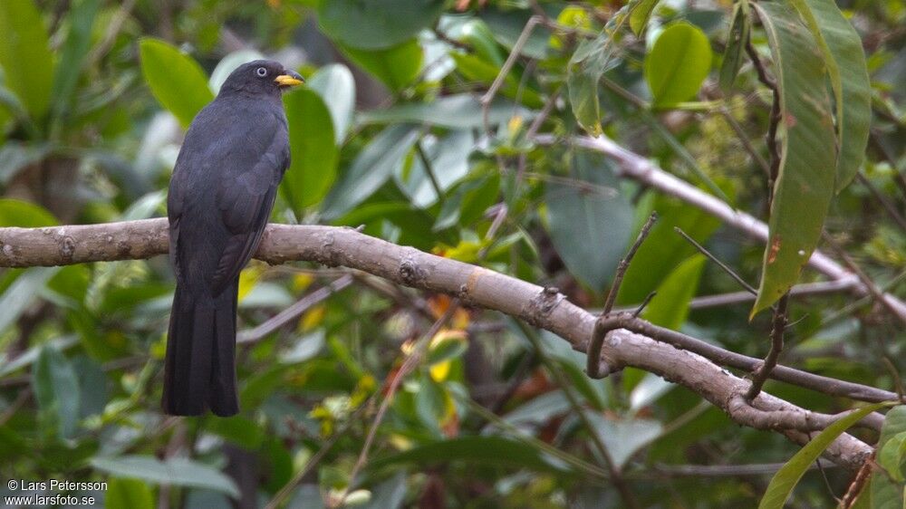 Trogon équatorien