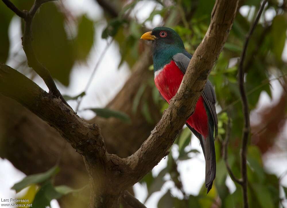 Ecuadorian Trogon male adult, identification