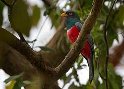 Ecuadorian Trogon