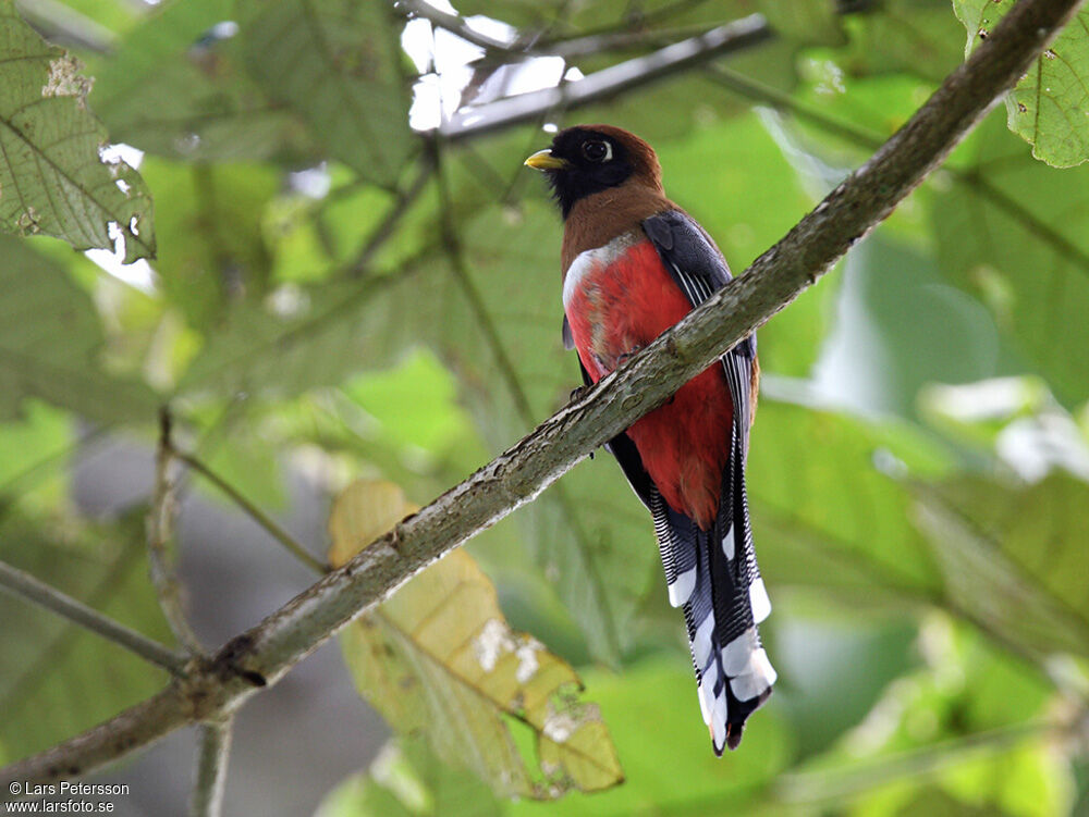 Masked Trogon