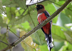 Trogon masqué