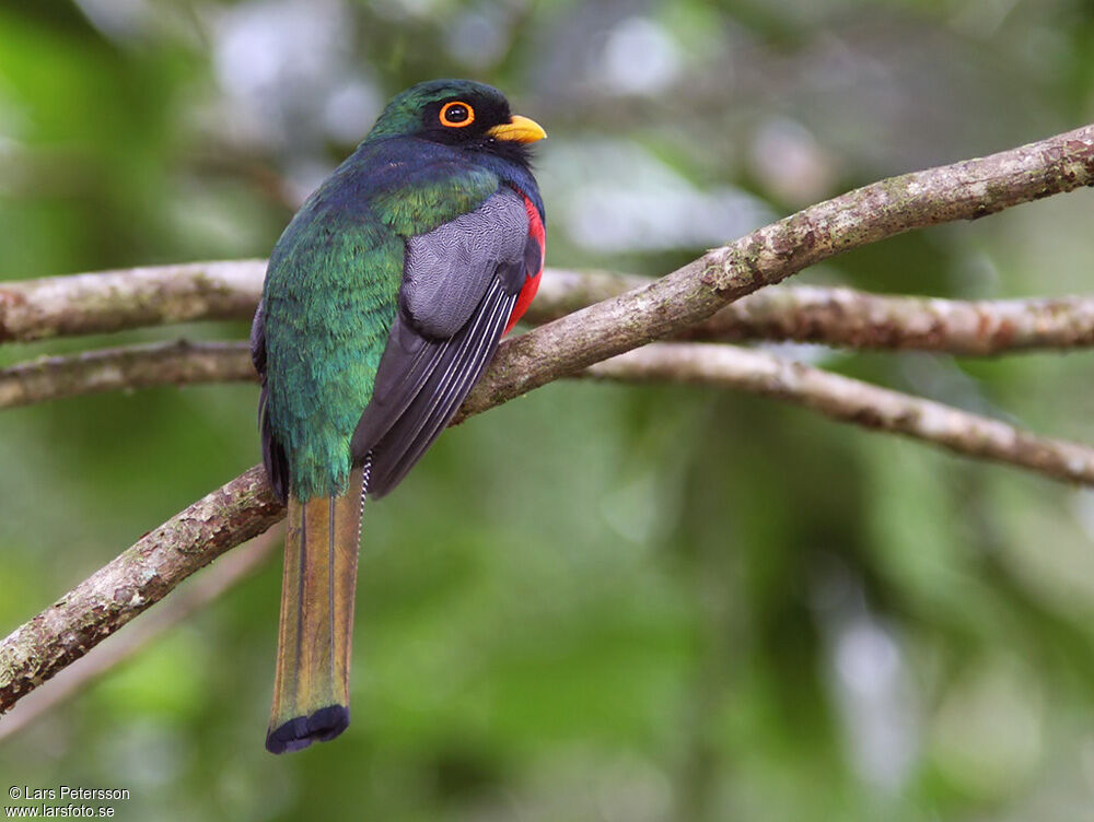 Trogon masqué