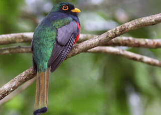 Trogon masqué