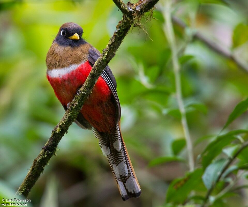 Masked Trogon