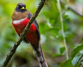 Trogon masqué