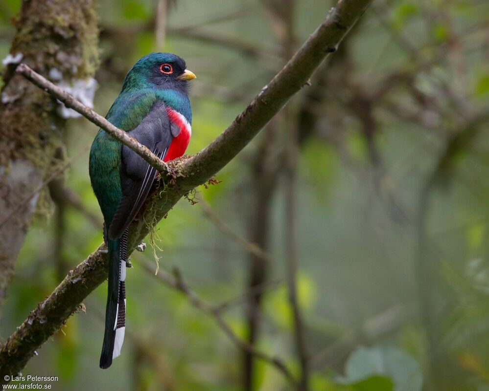 Trogon masqué