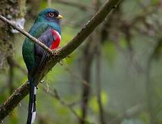 Masked Trogon