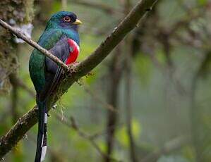 Trogon masqué