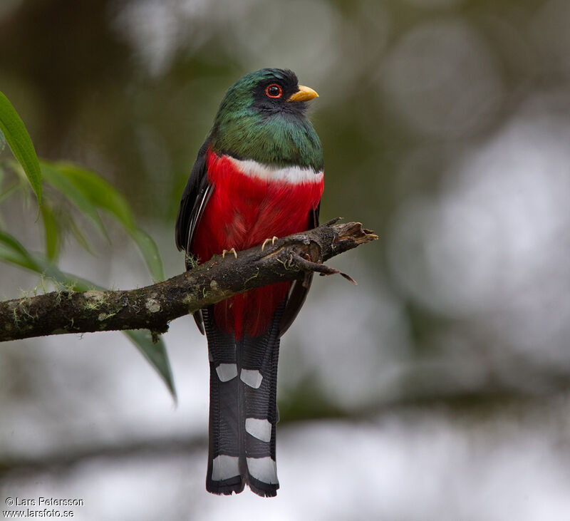 Trogon masqué