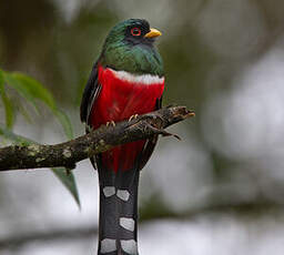 Trogon masqué