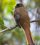 Trogon masqué