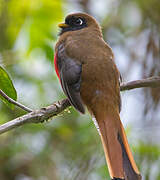 Masked Trogon