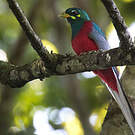 Trogon narina