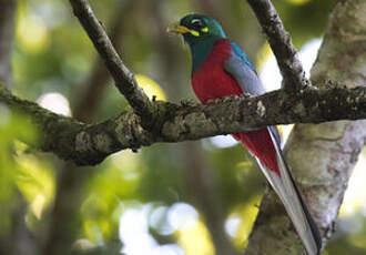 Trogon narina