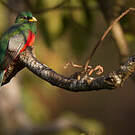 Trogon narina