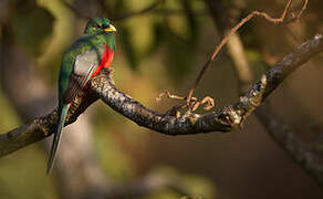 Narina Trogon