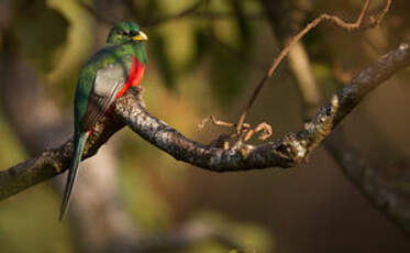 Trogon narina