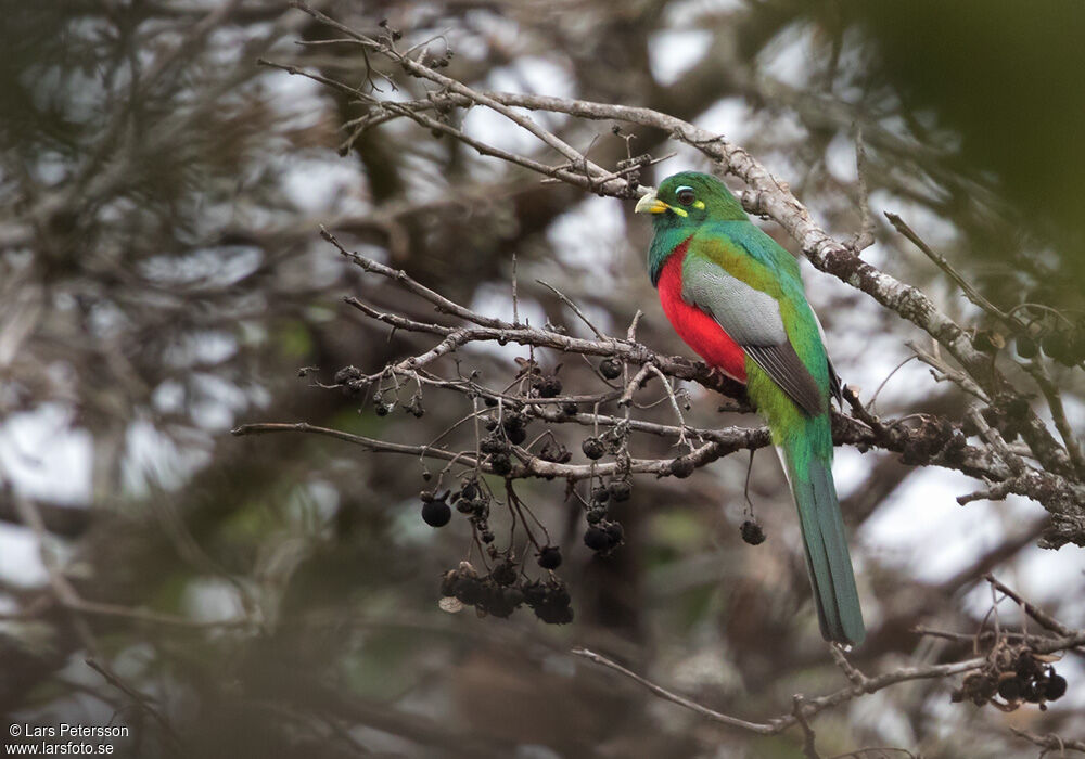 Narina Trogon