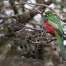 Trogon narina