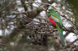 Narina Trogon