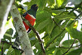 Trogon rosalba