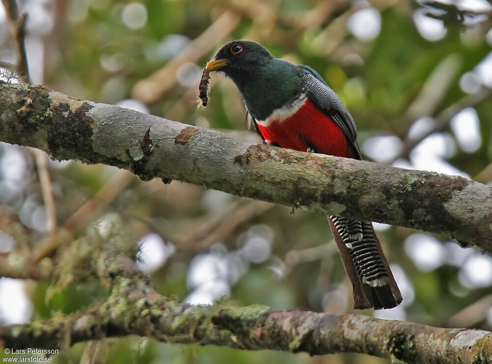 Collared Trogon