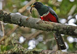 Trogon rosalba