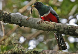 Collared Trogon