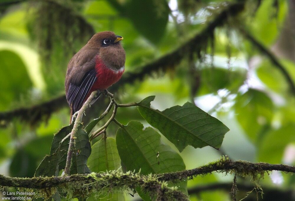 Collared Trogon