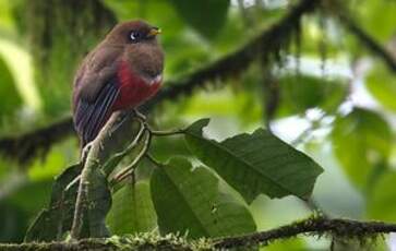 Trogon rosalba