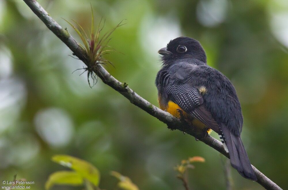 Trogon violacé