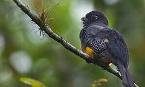 Trogon violacé