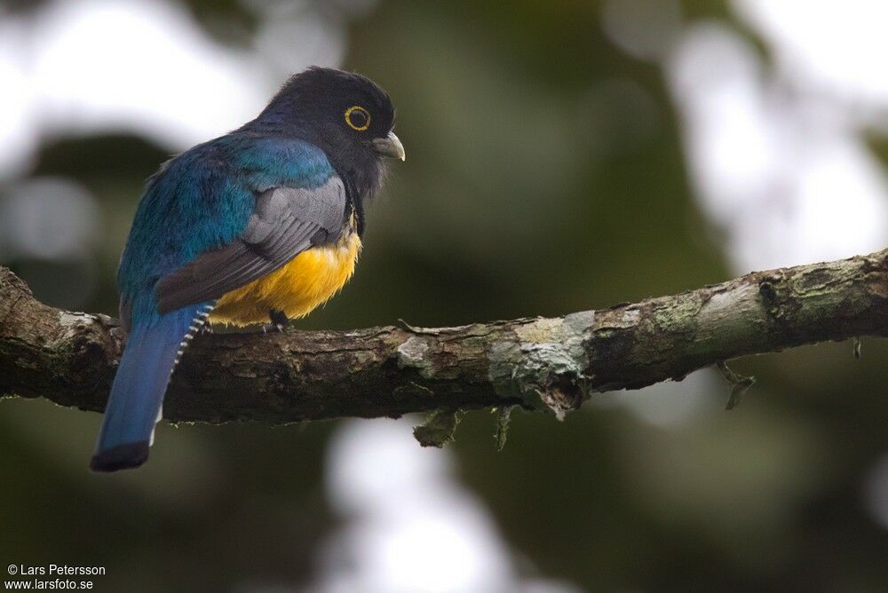 Guianan Trogon