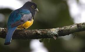 Trogon violacé