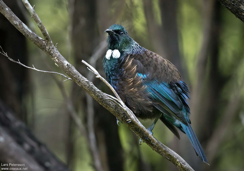 Tui cravate-friséeadulte, identification