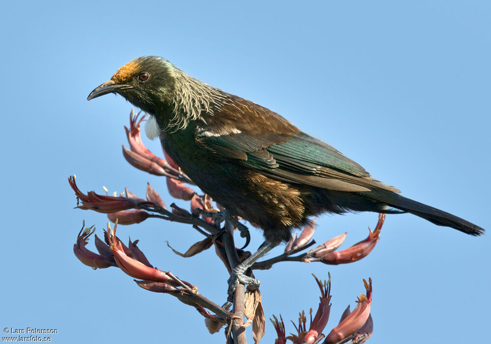 Tui